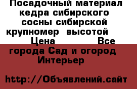 Посадочный материал кедра сибирского (сосны сибирской) крупномер, высотой 3-3.5  › Цена ­ 19 800 - Все города Сад и огород » Интерьер   